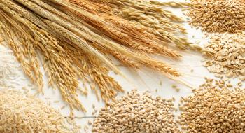 Відсутність стандартів викличе хаос на ринку зернових,- УЗА Рис.1