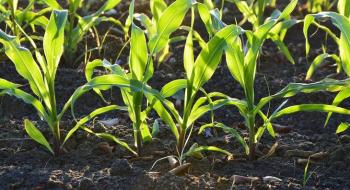 Виробники кукурудзи у Флориді домовилися скоротити кількість добрив Рис.1