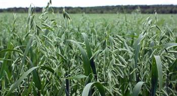 APVMA дає Nufarm зелене світло для використання TriflurX на вирощуванні вівса Рис.1
