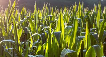 Corteva Agriscience веде боротьбу з надземними шкідниками кукурудзи Рис.1