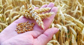 ДПЗКУ отримала 2 тис. т пшениці як гуманітарну допомогу для постраждалих регіонів Рис.1