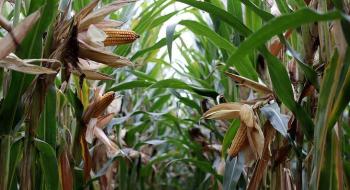 ГМО кукурудза третього покоління біотехнологій скорочує використання пестицидів в Бразилії Рис.1