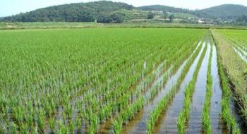 IIT Kanpur розробляє нові наночастинки для захисту посівів рису і збагачення ґрунту Рис.1