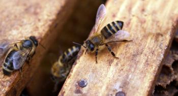 Канадські вчені тестують ліки від найнебезпечнішої хвороби бджіл Рис.1