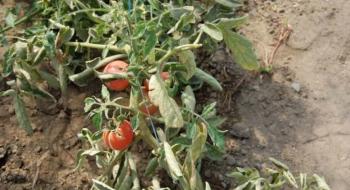 Каучукове дерево захищає помідори від фузаріозу Рис.1