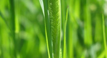 Новий гербіцид Adama карбетамід дає можливість оптимізувати захист зернобобових Рис.1