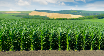 Погодні умови та темпи сівби кукурудзи в Бразилії кращі, ніж торік Рис.1