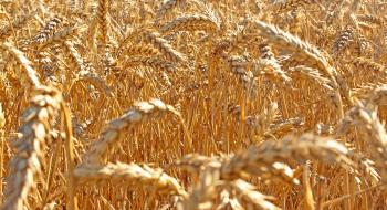 Пшеничні котирування опускаються внаслідок низького експортного попиту Рис.1