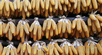 Сушка кукурудзи перетворюється на "золоту" для канадських фермерів Рис.1