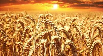 Українське зерно під питанням на світових ринках Рис.1