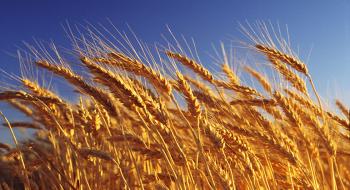 USDA підвищив оцінки світового виробництва та запасів пшениці Рис.1