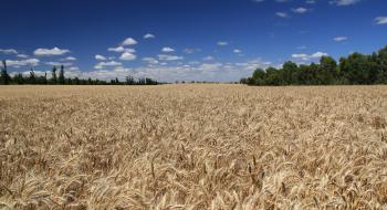 Вчені виділили у пшениці ген стійкості до іржі Рис.1