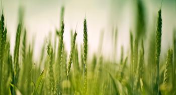 ЄС може дозволити фермерам вирощувати зернові на перелогах Рис.1
