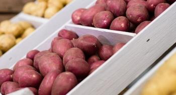 Агріко Україна посадить запланований до війни обсяг картоплі Рис.1