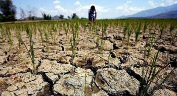 Дефіцит опадів в Бразилії та США може знизити врожай пшениці і кукурудзи Рис.1