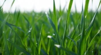 Експерти UKRAVIT розповіли, як захистити зернові від дводольних бур’янів Рис.1