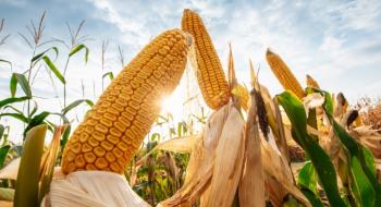 Експерти USDA різко збільшили прогнози світового виробництва та запасів кукурудзи Рис.1
