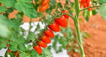 Esasem представляє новий сорт мініатюрних томатів Solbello Рис.1