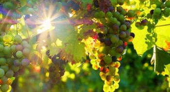 Іспанська компанія розробила біопестициди для органічного виноградарства Рис.1