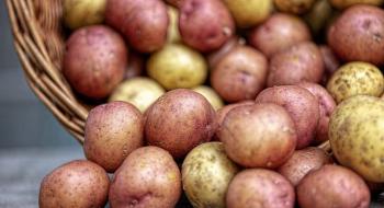 Львівщина отримала першу партію насіннєвої картоплі з Франції Рис.1