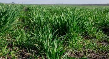 Майже в усіх регіонах озимі зернові та ріпак заселяють шкідники — UKRAVIT Рис.1