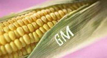 Нігерія розпочинає національні випробування ГМ-кукурудзи Рис.1