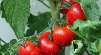 Перші партії місцевого тепличного томату з’явились на ринку в Україні Рис.1