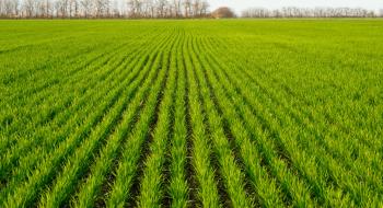 Погіршення стану посівів озимої пшениці у США підтримує котирування Рис.1