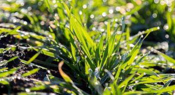 Погодні умови на початку квітня були задовільними для вегетації озимини та сівби ярих Рис.1