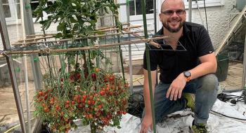 Садівник з Великобританії виростив 1269 томатів на одному стеблі Рис.1