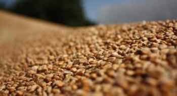 Світове виробництво зернових продовжить ріст четвертий рік поспіль — ФАО Рис.1