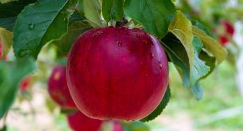  Україна експортувала до Малайзії 390 тонн яблук Рис.1