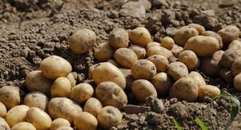 В Україну поставили 22 тонни насіння картоплі високих репродукцій із Німеччини Рис.1