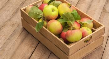 Вчені розробляють гіпоалергенні сорти яблук Рис.1