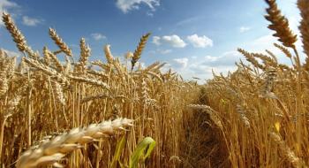 Ціни на пшеницю в Україні залишаються на низькому рівні Рис.1