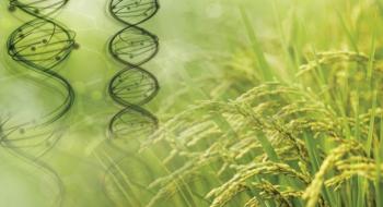 Генетичні варіанти дозволяють вченим передавати стійкість до іржі від однієї рослини до іншої Рис.1
