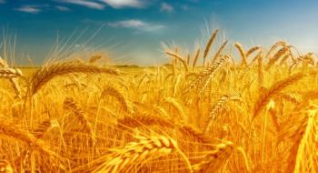 Країни ЄС минулого тижня скоротили експорт пшениці Рис.1