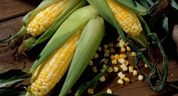 Падіння закупівельних цін на кукурудзу в Україні зупинилося Рис.1