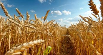 Прогнози дощів у США в регіонах вирощування пшениці опускають біржові котирування Рис.1