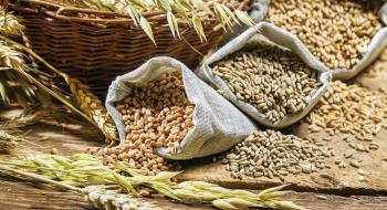 Пшениця продовжує дешевшати на новинах про можливе розблокування портів України Рис.1