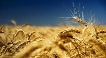 Україна за будь-яких обставин залишатиметься на зерновому ринку Рис.1