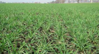 В Україні засіяли 188,6 тис. га ярої пшениці Рис.1