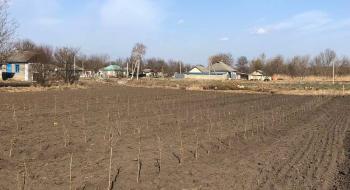 В Україні збільшуються насадження фундука Рис.1