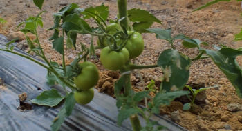 В Узбекистані представили сорт томатів «Універсал» Рис.1
