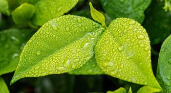 Вчені розшифрували генетику кута нахилу листя рослин Рис.1