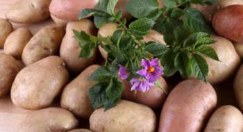 Вітчизняну насіннєву картоплю роздають безкоштовно Рис.1