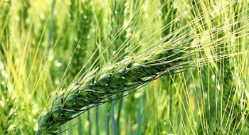 Вищі врожаї пшениці та вміст білка на горизонті,- вчені Рис.1