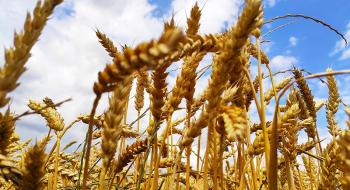 Австралія у 2022/23 МР чекає на великий урожай пшениці Рис.1