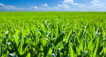Цинк для формування високої врожайності кукурудзи Рис.1