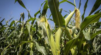 Генетично модифікована кукурудза не ушкоджує нецільові організми,-дослідження Рис.1